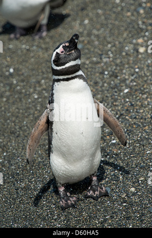 Magellanic Penguin (Spheniscus magellanicus), portrait. Near Ushuaia, Beagle Channel, Argentina.