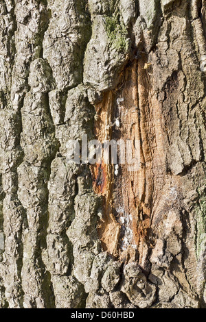 bark on the trunk of an old oak Stock Photo