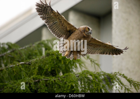 Great horned owl fledgling taking flight from fir tree towards planter box nest in building. Stock Photo