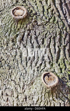 bark on the trunk of an old oak Stock Photo