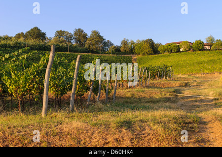 Vineyards and green fields on the hills. Stock Photo