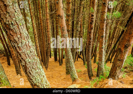 Dense pine tree forest with ground covered in dry pine needles Stock Photo