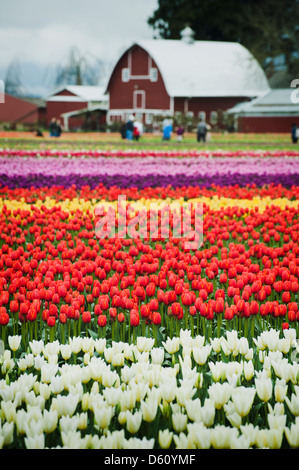 A colorful tulip farm in the Skagit Valley of western Washington State with a picturesque barn in the background. Springtime! Stock Photo