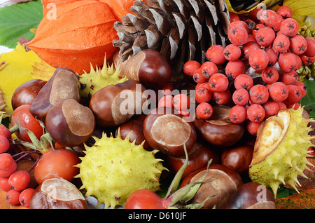 Chestnuts on autumn leaves Stock Photo