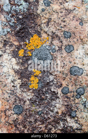 Orange Xanthoria and black Verrucaria lichens on pink granite outcrop in Acadia National Park, Maine Stock Photo