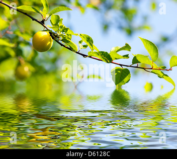 Beautiful fresh plums in orchard Stock Photo