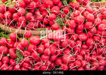 Freshly harvested radishes at the farmer's market Stock Photo