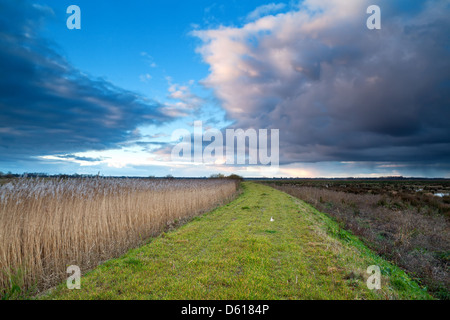 path through swamp in morning storm Stock Photo