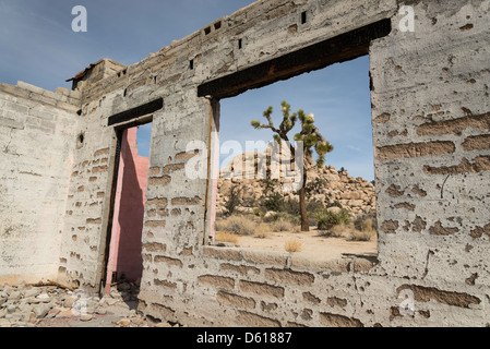 Joshua tree framed by a collapsed building near Barker Dam in Joshua Tree National Park. Stock Photo