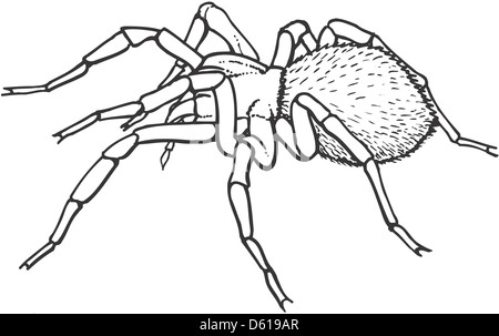 Goliath birdeater tarantula (Theraphosa blondi), computer illustration