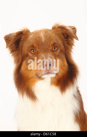 Australian Shepherd, red-tri |Australian Shepherd, red-tri Stock Photo