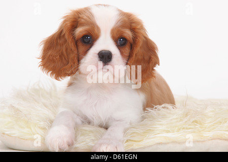 Cavalier King Charles Spaniel, blenheim, puppy, 8 weeks |Cavalier King Charles Spaniel, Blenheim, Welpe, 8 Wochen Stock Photo