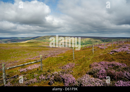 View over moorlands towards Howden Moors, purple heather in bloom, Derwent Edge, Peak District, England,Britain,UK, Stock Photo