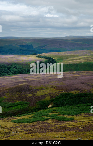 Purple heather in bloom over moorlands, Derwent Edge,Peak District,England Stock Photo