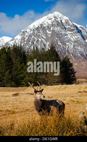 Young Red Deer Stag, Scottish Highlands Stock Photo