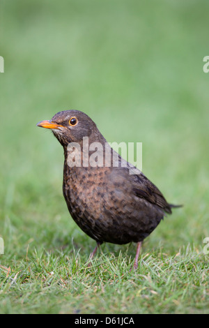 Blackbird; Turdus merula; female; UK Stock Photo