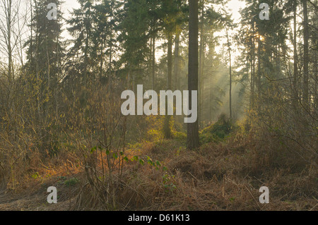 The low evening sun shines through tree branches to hit the forest floor in Bourne Woods, Lincolnshire Stock Photo