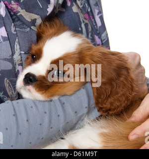 Square close up of a Blenheim coloured Cavalier King Charles Spaniel puppy having a cuddle on a white background. Stock Photo