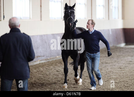 German dressage ride Matthias Rath leads his horse 'Totilas' to the veterinary examination during the Horse & Dreams equestrian event in Hagen Am Teutoburger Wald, Germany, 27 April 2012. Photo: FRISO GENTSCH Stock Photo