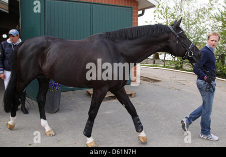 German dressage ride Matthias Rath leads his horse 'Totilas' to the veterinary examination during the Horse & Dreams equestrian event in Hagen Am Teutoburger Wald, Germany, 27 April 2012. Photo: FRISO GENTSCH Stock Photo