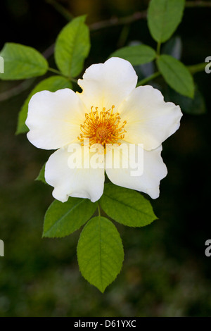 Close up of a single white rose in an English garden Stock Photo