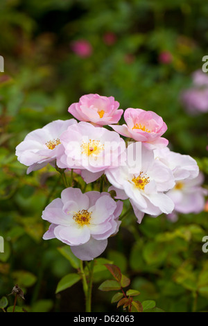 A beautiful pale pink rose bush in an English garden Stock Photo - Alamy