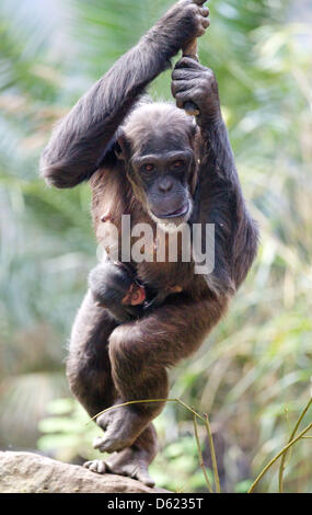 FILE - An archive picture dated 10 February 2012 shows young chimpanzee Nayla holding on to the belly of foster mother Vanessa at the zoo in Osnabrueck, Germany. Scientists have discovered that apes can have cultural idiosyncracies, too. Photo: Friso Gentsch Stock Photo