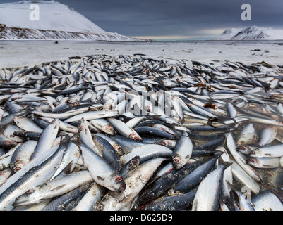 Dead herring in fjord, Iceland Stock Photo