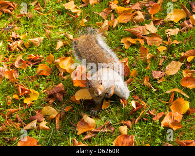 A squirrel holding nuts in Highfields Park, Nottinghamshire England UK Stock Photo