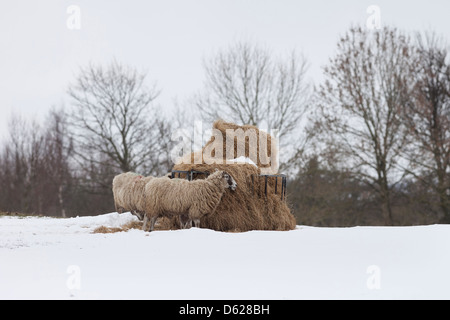 Sheep Feeding on Hay from an Animal Feeder in the Snow UK Stock Photo