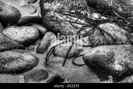 Close up of rocks and seaweed on Corblet's Beach on Alderney, Channel Islands Stock Photo