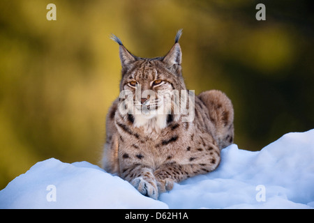 Portrait of Eurasian Lynx (Lynx lynx), subspecies carpathica, in snow. Germany, Bavaria, National Park Bayerischer Wald.