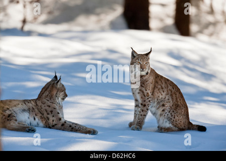 Pair of Eurasian Lynx (Lynx lynx), subspecies carpathica, in snow, playing. Germany, Bavaria, National Park Bayerischer Wald. Stock Photo