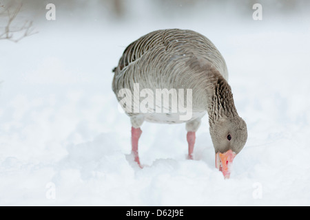 Bavaria, Germany.  Graylag Goose (Anser anser) in deep snow.