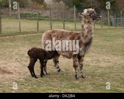 A Llama cria (baby) feeding from it's mother, UK 2013 Stock Photo