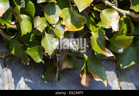sylvia atricapilla - Male Blackcap perched in an ivy bush, feeding on an ivy berry Stock Photo