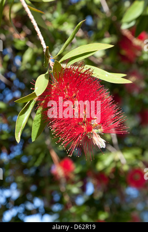Red flower of the Pohutukawa tree in New Zealand Stock Photo