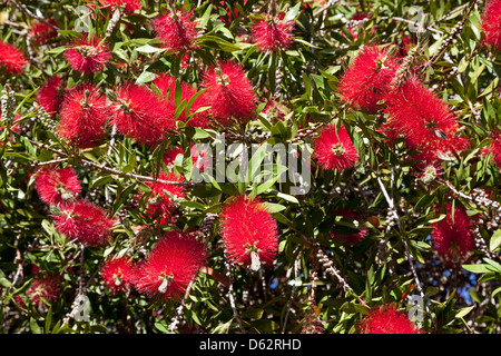 Red flowers of the Pohutukawa tree in New Zealand Stock Photo