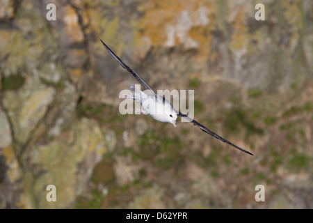 fulmarus glacialis - Fulmar in flight Stock Photo