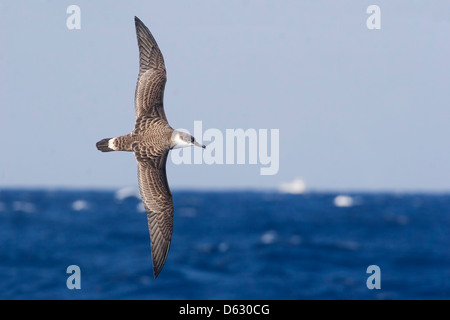 Greater Shearwater, Puffinus gravis, flying in open ocean. Stock Photo