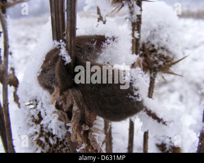 Frozen-Rats 32634-480x360 Stock Photo