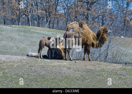 Bactrian camels and offspring Stock Photo
