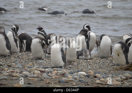 Magellan Penguin at the Seno Otway colony, Punta Arenas, Chile