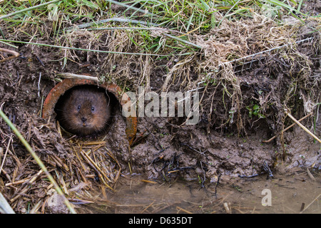 Water Vole ( Arvicola amphibius)looking out of a hole Stock Photo