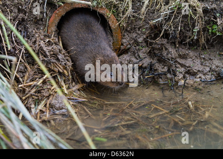 Water Vole ( Arvicola amphibius)looking out of a hole Stock Photo