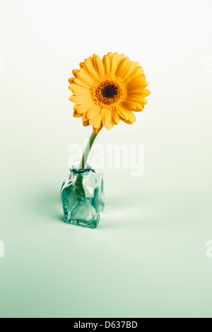 Yellow Gerbera in glass vase with plenty copy space Stock Photo