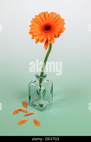 Orange Gerbera in medicine glass bottle Stock Photo