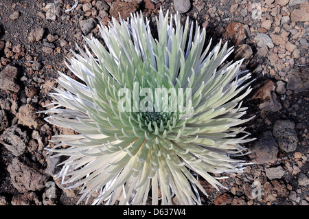 Haleakala Silversword, an endangered plant, found on the cinders in the Alpine ground of Haleakala on Maui. Stock Photo