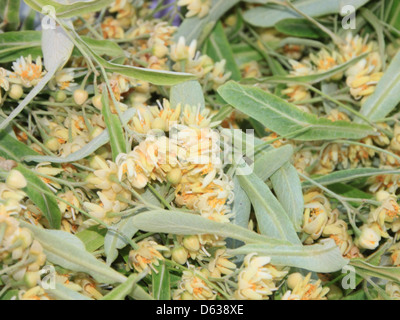 Fresh lime flowers, vibrant and fragrant, captured in a photo showcasing the delicate white blossoms, often found on lime trees during the flowering season. Stock Photo