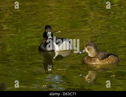 Pair of Ring necked Ducks Stock Photo